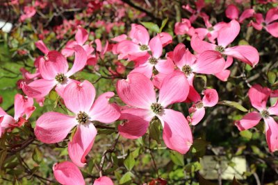 Cornus florida 'Cherokee Chief' - dřín květnatý - kvetení